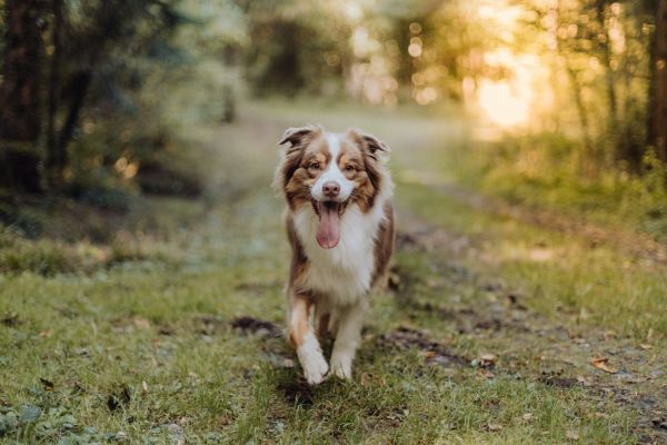 10 indispensables naturels pour améliorer le bien-être de votre chien