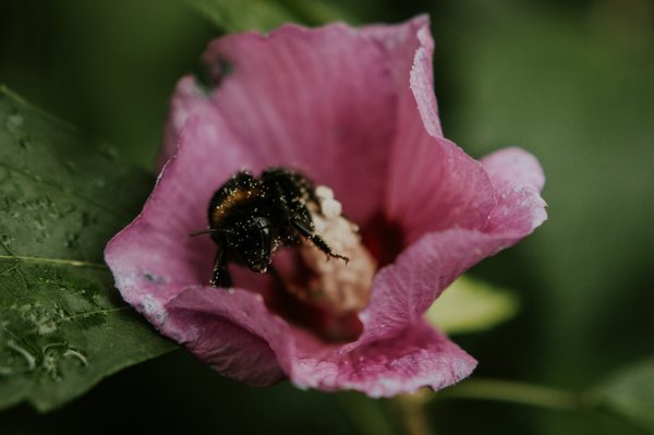 Quel est le rôle des animaux pollinisateurs autres que les abeilles dans les écosystèmes ?